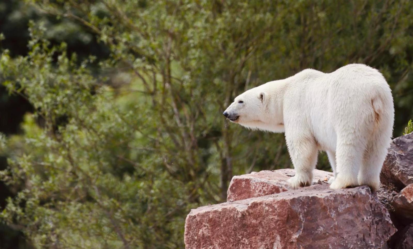 Chic 2 Bed Peak District Cottage Barn Near Alton Towers, Polar Bears, Chatsworth House لييك المظهر الخارجي الصورة